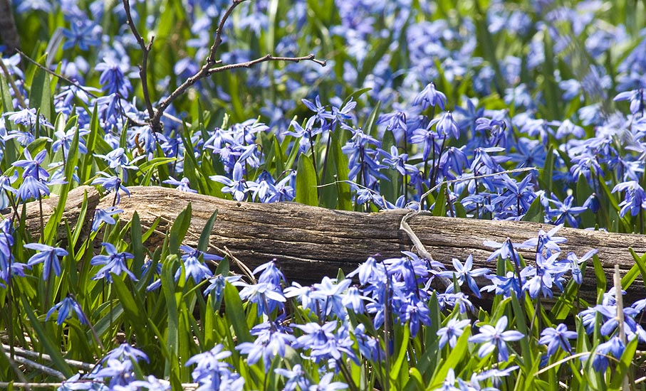 Fallen Log Surrounded by Flowers