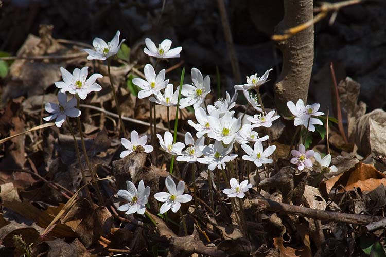 Hepatica