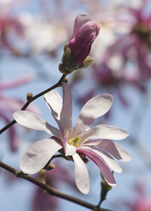 Star Magnolia
