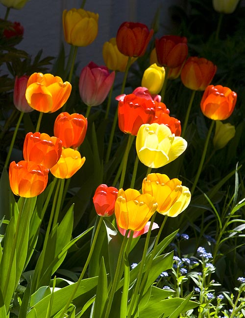 Red and Yellow Tulips