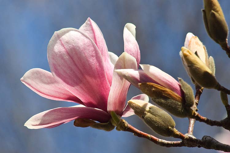 Saucer Magnolia