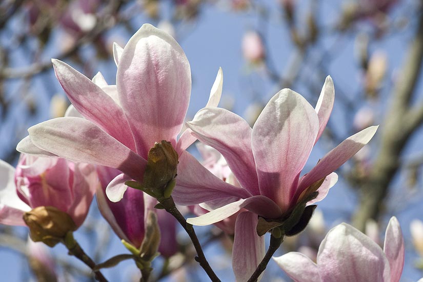 Pink Saucer Magnolia