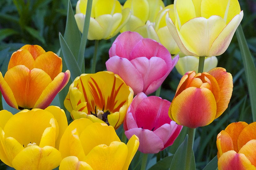 Tulip Garden