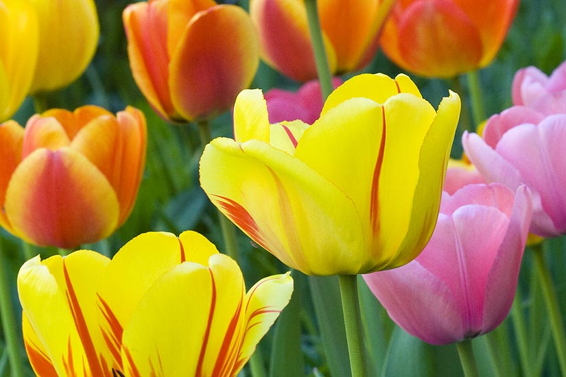 Yellow with Red Stripes