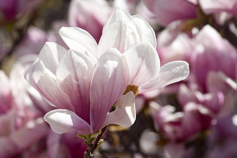 Magnolias in Full Bloom