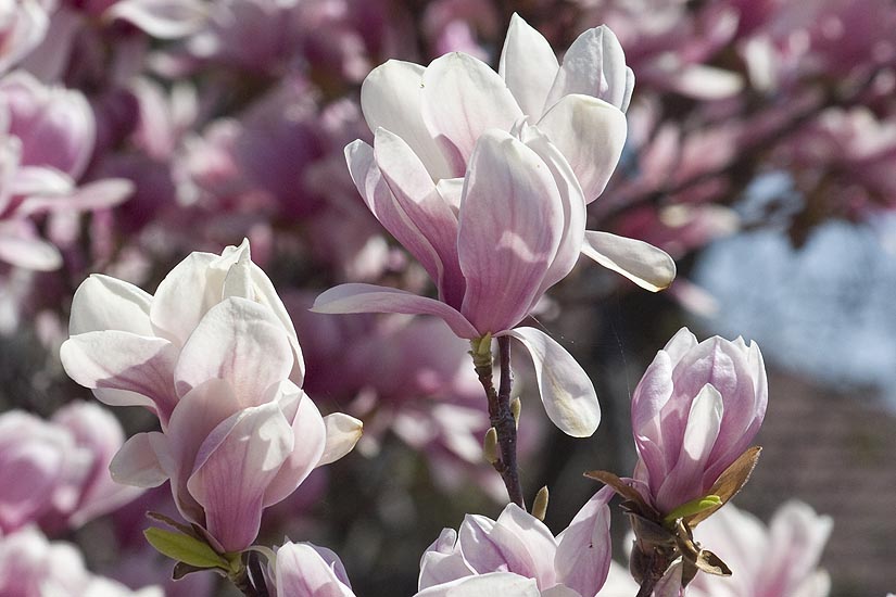 Masses of Magnolias