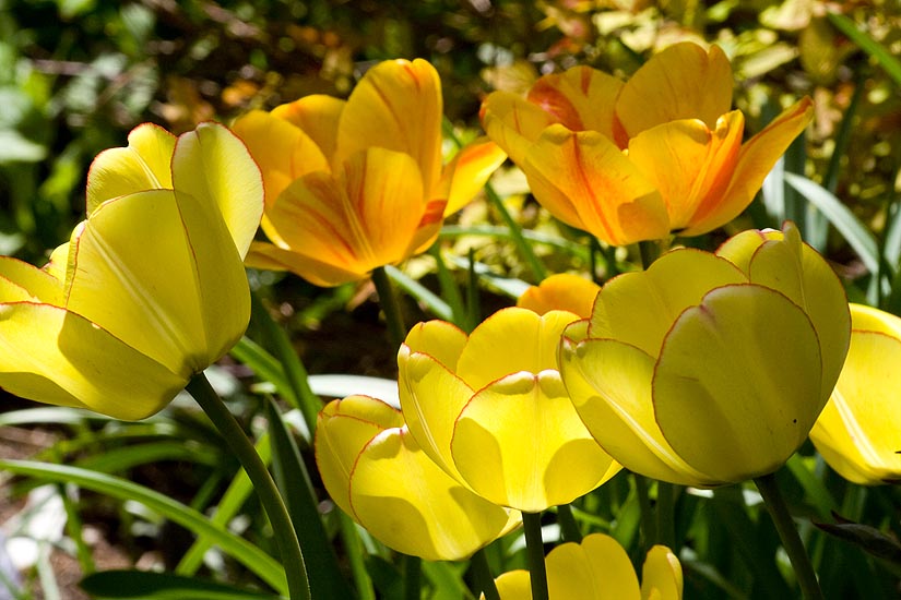 Yellow and Orange Tulips
