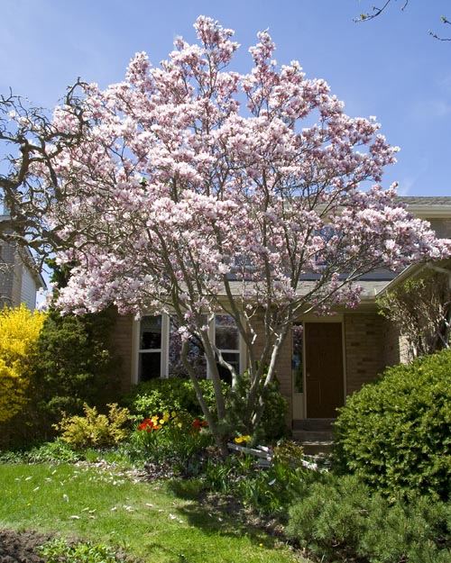 My Magnolia