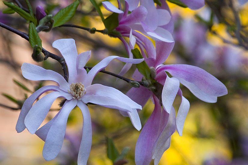 Star Magnolia in the Shade