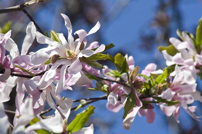 Sunny Star Magnolia