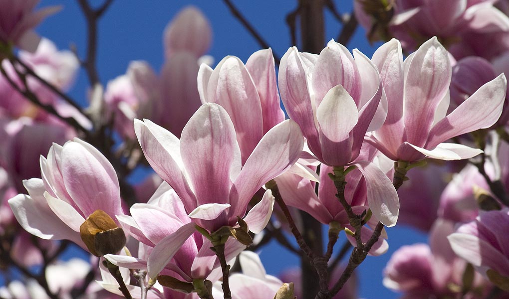 Pink and White Flowers
