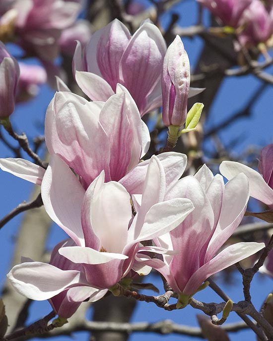 More Magnolias