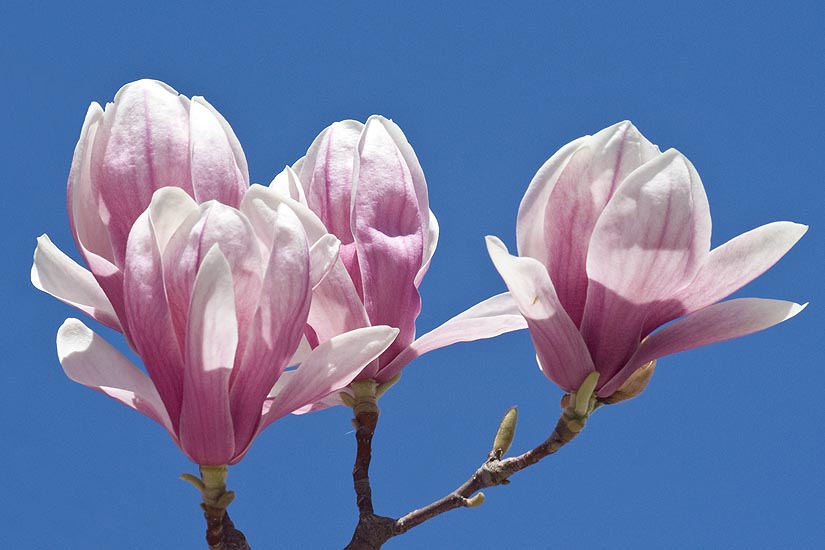 the Final Magnolias