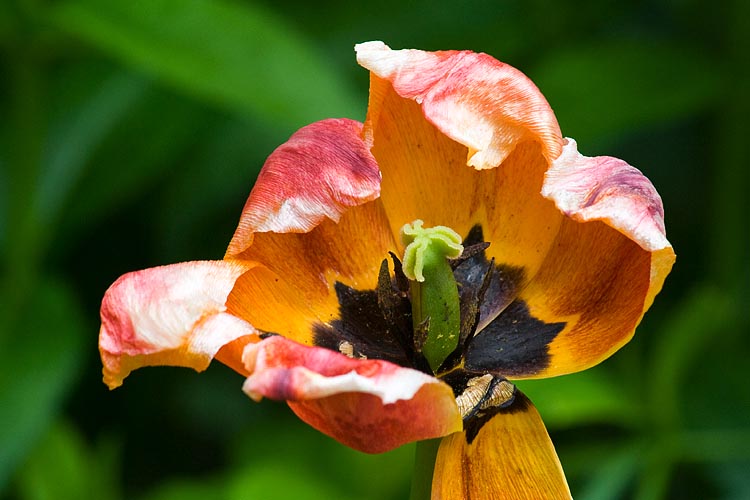 Early Tulips Fading