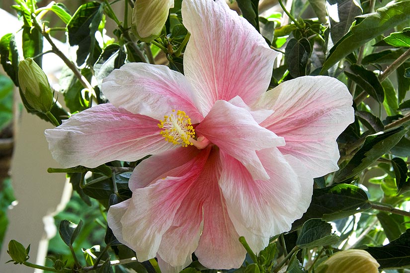 New Hibiscus