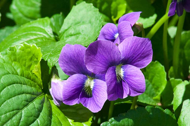 Violets