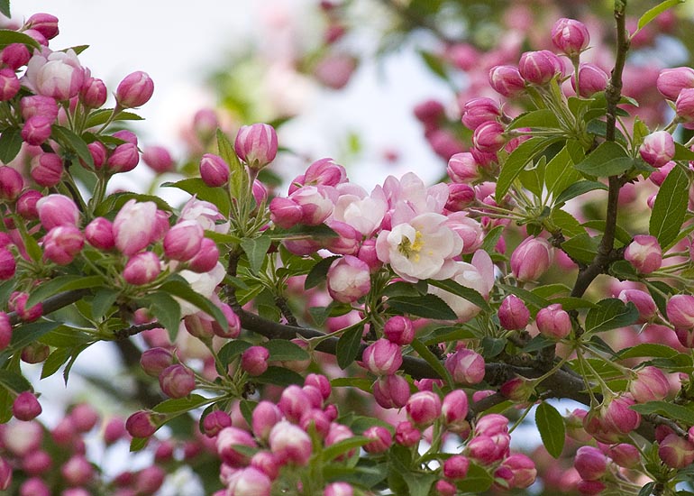 Crabapple Buds