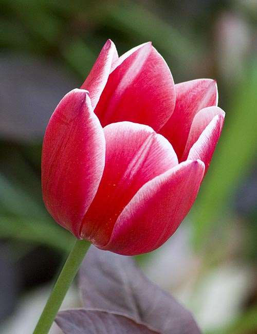 Perfect Tulip