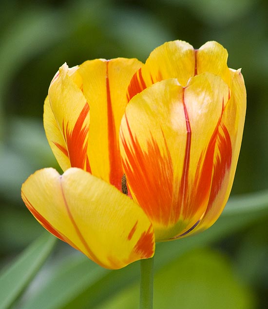 Fancy Yellow