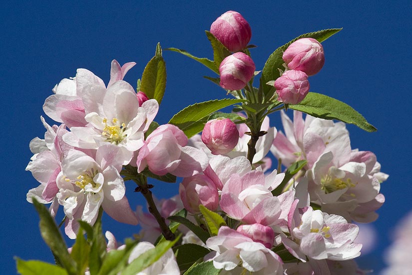 Pink Buds