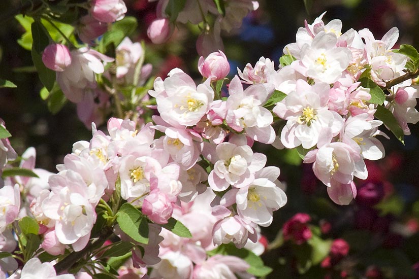Crabapple Blossoms