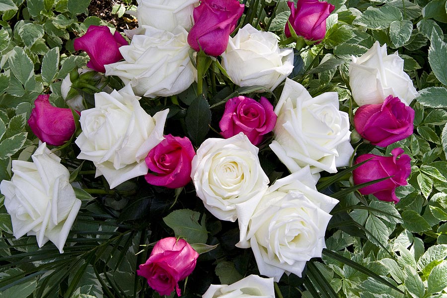 Mother's Day Roses