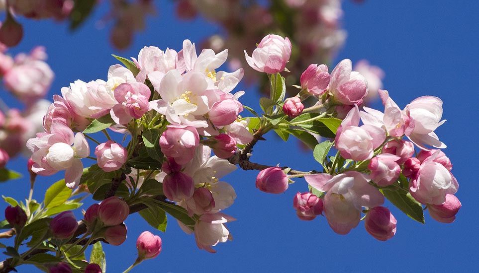 Pink Crabapples Against a Blue Sky