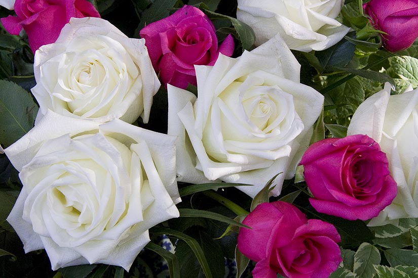 Roses
