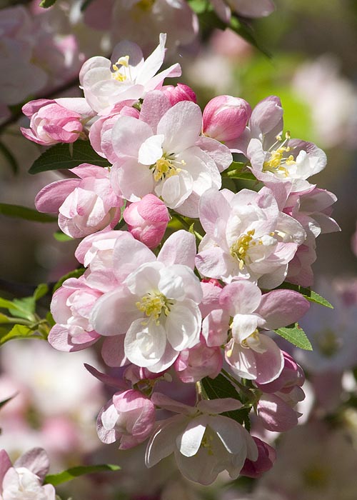 Double Pink