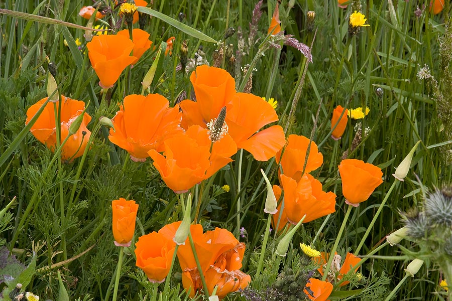 Gold Poppies