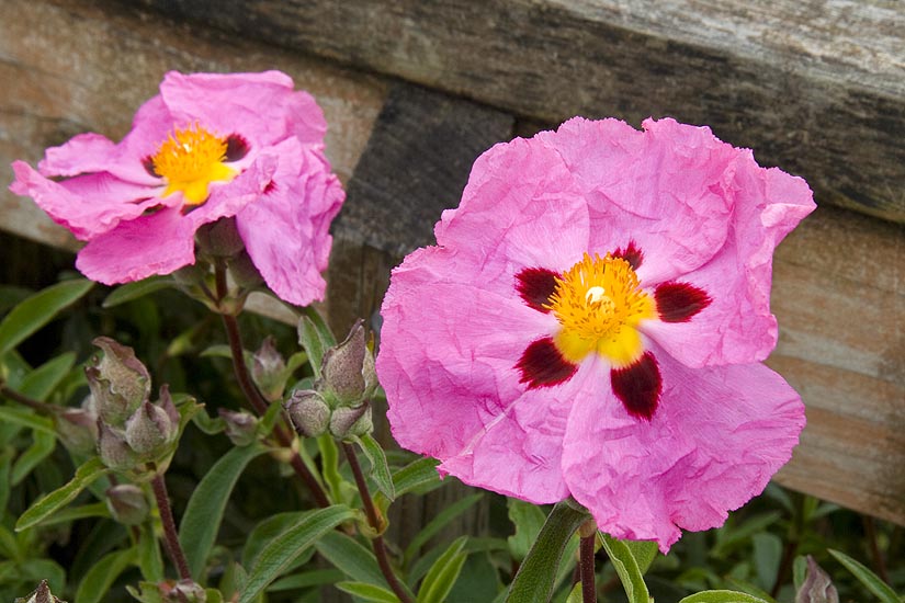Pink Crinkled Flowers