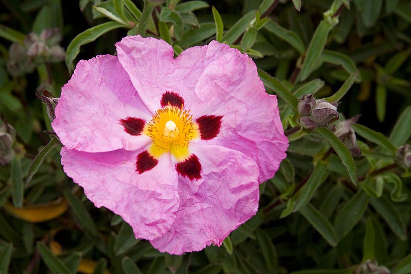 Single Pink Flower