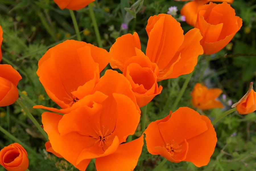 More Gold Poppies