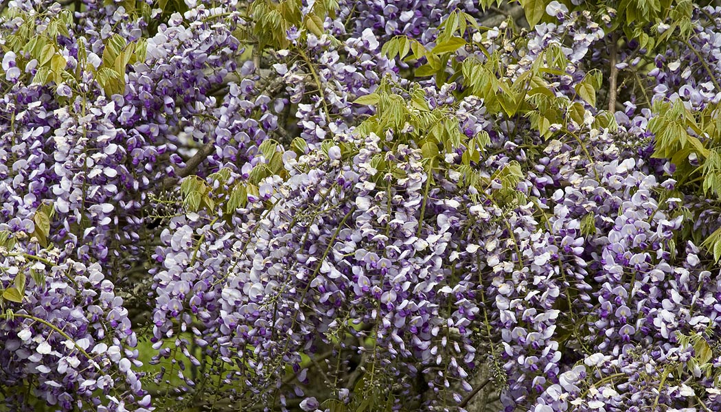 Wisteria