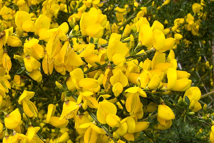 Scotch Broom