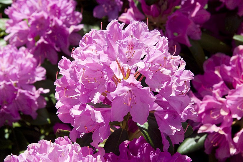 Pink Rhododendrons