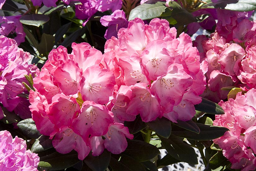 Glorious Rhododendron