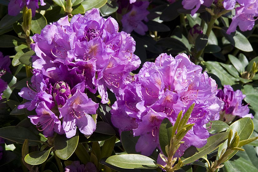 Purple Rhododendrons
