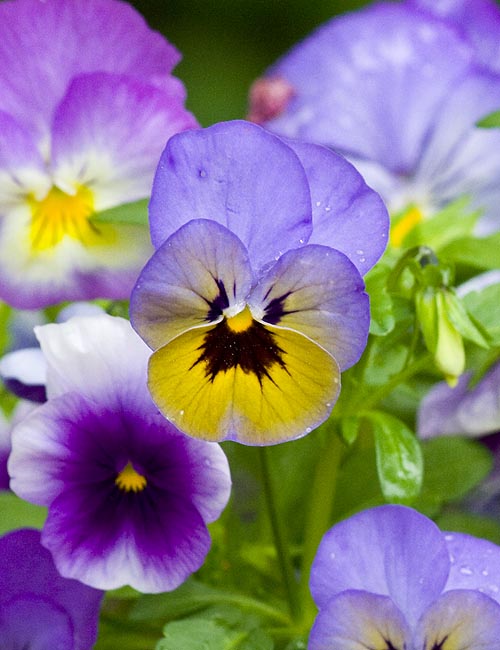 Pansies