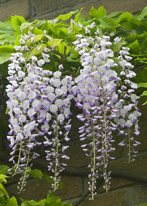 Wisteria