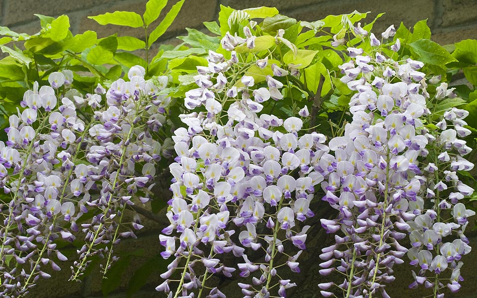 Cascading Wisteria