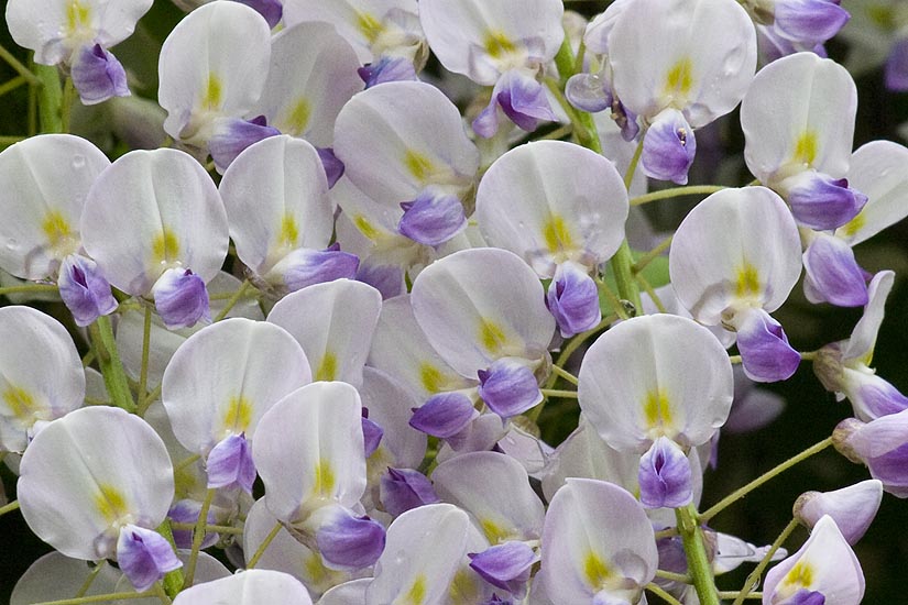 A Closer Look at the Flowers