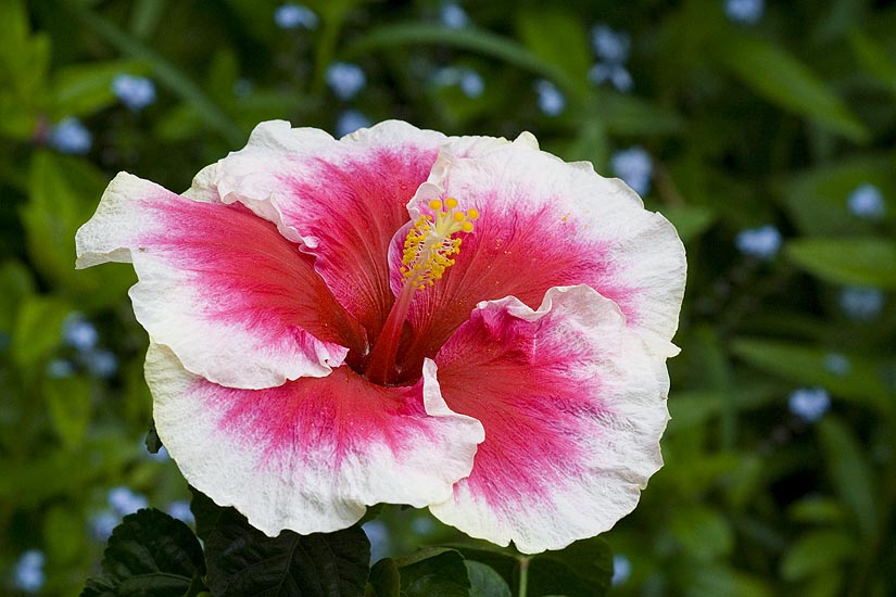 First Hibiscus to Bloom Outside