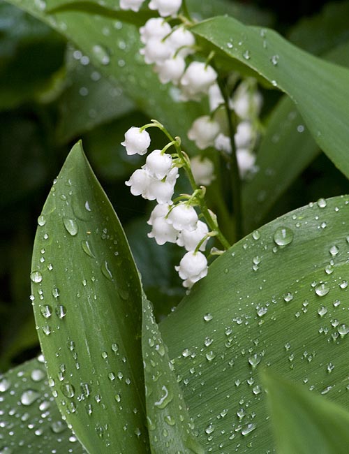 More Wet Lilies of the Valley