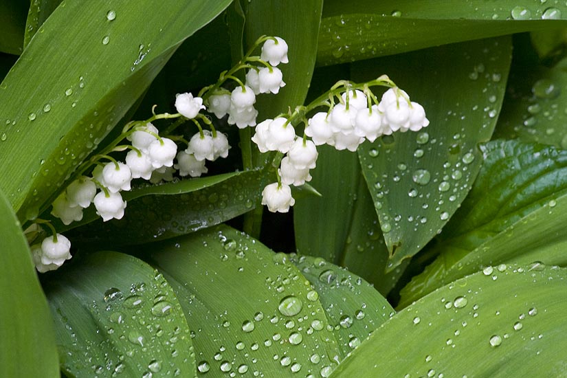 Lilies of the Valley