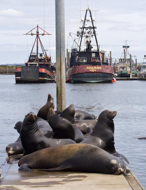 Crowded Dock