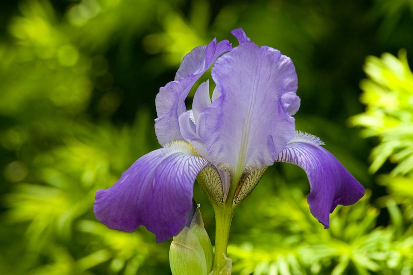 Blue Iris