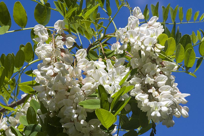 Locust in Bloom
