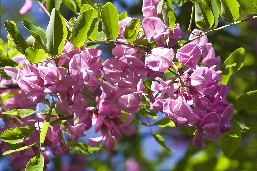 Robinia Flowers