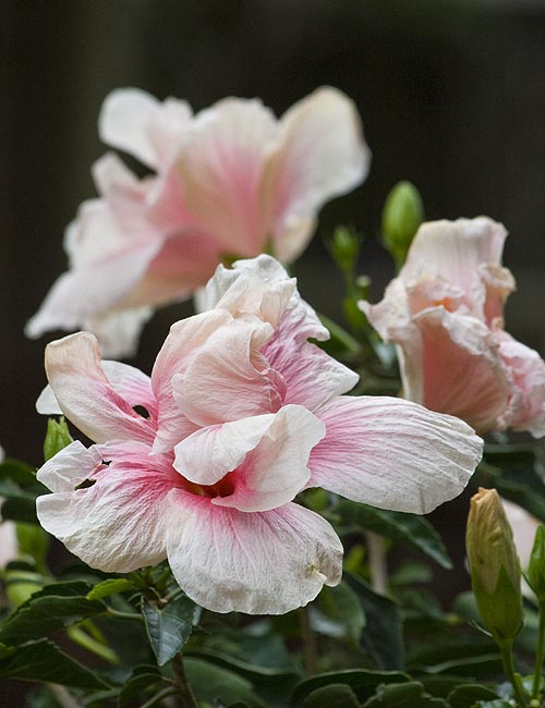 Hibiscus Tree